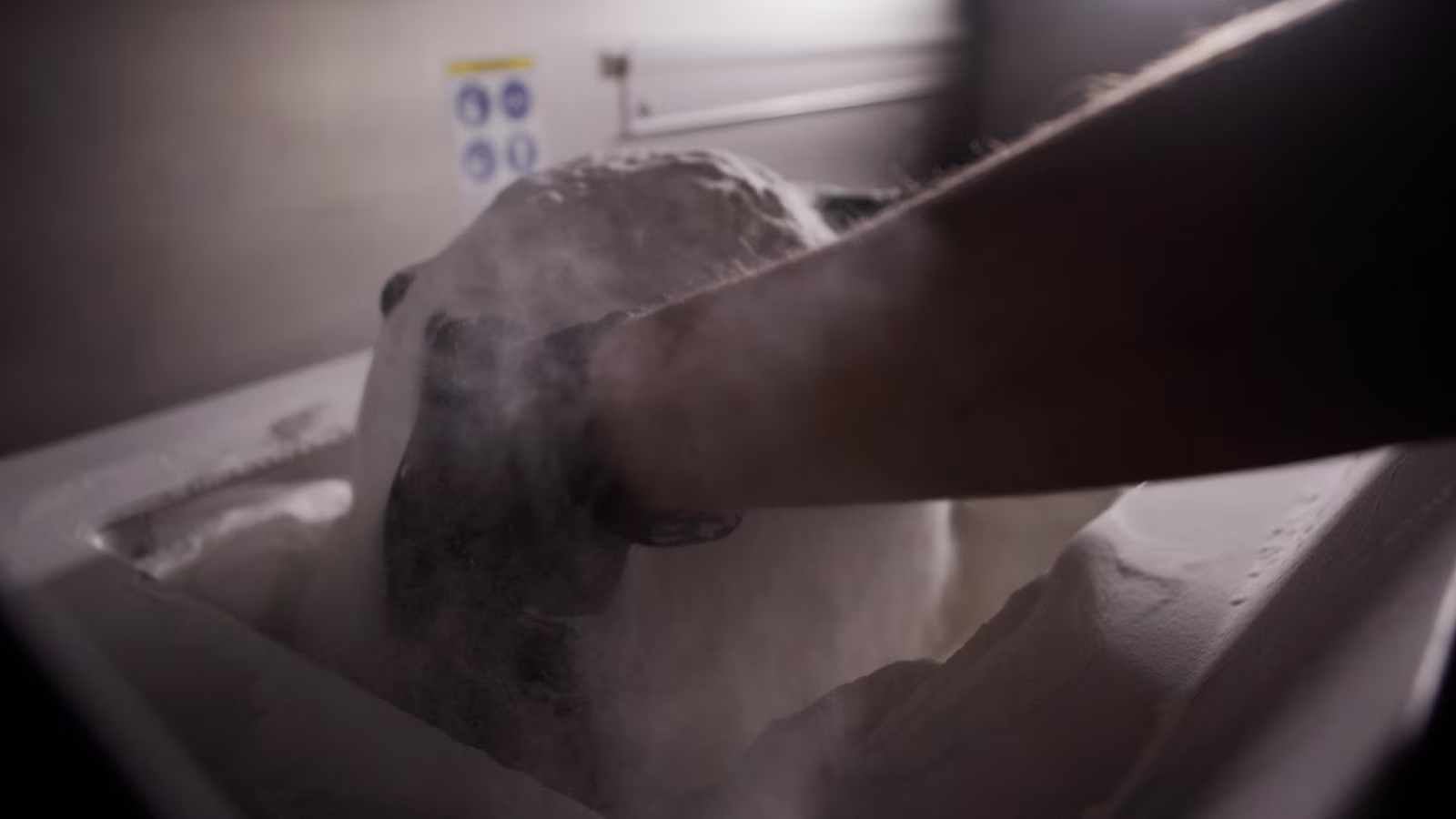Newly 3D printed Wilson Airless prototype emerging from powdered material